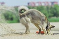 Dog digging in the sand Royalty Free Stock Photo