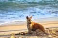 The dog is digging sand Royalty Free Stock Photo