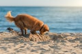 Dog digging sand Royalty Free Stock Photo