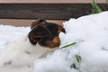 Dog digging in snow