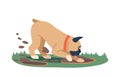 Dog Digging Soil, Behavior Problem May Indicate Boredom, Anxiety, Or Hunting Instincts. Funny French Bulldog Digs