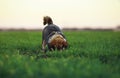 Dog digs a hole in the bright green grass scattering the earth and wagging his tail, spoiling the lawn on a walk