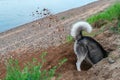 Dog digs hole in the sand on the beach. Clods earth flying from under his paws in different directions. Walk with pet by the river Royalty Free Stock Photo