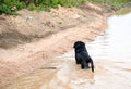 Dog in dirty and muddy puddle Royalty Free Stock Photo