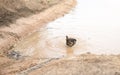 Dog in dirty and muddy puddle Royalty Free Stock Photo