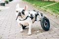 Dog with disabilities on a walk. Disabled french bulldog walking in wheelchair. Dog\'s mobility problems