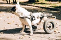 Dog with disabilities on a walk. Disabled french bulldog walking in wheelchair. Dog\'s mobility problems