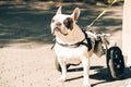 Dog with disabilities walking in wheelchair. Common french bulldog health issues. Dog\'s mobility problems