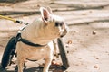 Dog with disabilities walking in wheelchair. Dog\'s mobility problems. Paralysed dog in wheel cart