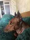 Dog with a disability, only one eye. Blind pet Zwergpinscher.
