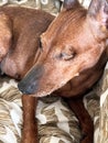 Dog with a disability, only one eye. Blind pet Zwergpinscher.