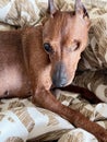 Dog with a disability, only one eye. Blind pet Zwergpinscher.