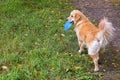 Dog with disc in the mouth, dog holding a toy in the mouth