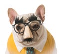 Dog in disguise Royalty Free Stock Photo