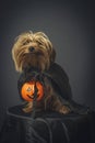 Dog in disguise for Halloween Royalty Free Stock Photo