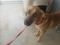 Dog Ditched At Kill-Shelter