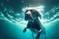 Dog dives underwater and swims into sea doing freediving