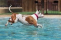 A dog diving off the side of a pool