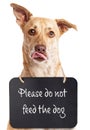 Dog With Do Not Feed Sign