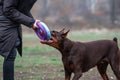 Dog doberman brown and tan red cropped playing on grass with trainer