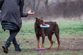 Dog doberman brown and tan red cropped playing on grass with trainer