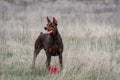 Dog doberman brown and tan red cropped stand on grass on nature with red ball