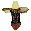 Dog, doberman. Sombrero mexican hat. Portait of animal.