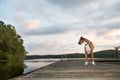 Dog on dock at sunrise Royalty Free Stock Photo