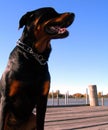Dog on Docks