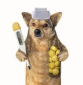 Dog doctor with a thermometer Royalty Free Stock Photo