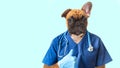 dog doctor veterinar with stethoscope in blue uniform with stethoscope holding thumb up in clinic on blue background Royalty Free Stock Photo