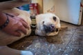 Dog in dog cafe in Taipei, Taiwan. Royalty Free Stock Photo