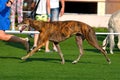 Dog on dog show sighthound championship Royalty Free Stock Photo