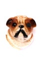 A dog doggie head fridge magnet white backdrop