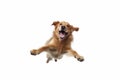 dog doggy animal fly cute white friend pet purebred background jump. Generative AI.