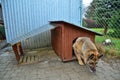 Dog and doghouse