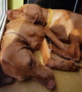 Dog dogs friends visla vislas comforting relaxed