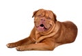 Dog of Dogue De Bordeaux breed lying isolated