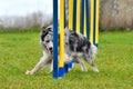 Dog doing slalom in agility Royalty Free Stock Photo