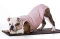 Dog doing yoga Royalty Free Stock Photo