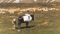 dog and donkey with sheep flock on the field, Georgia, Caucasia. ecological breed, natural