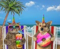 Dog and cat resting on the beach Royalty Free Stock Photo