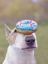Dog, donut