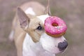 Dog, donut