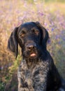 a dog of the Drathaar breed shot in a field in sunlight against a background of flowers with a blurry gentle backgroundÃ¯Â¿Â¼