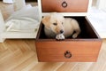 a dog in a drawer Royalty Free Stock Photo