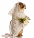 Dog dressed as bride