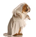 Dog dressed as a bride