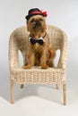 Dog dressed as a groom on armchair Royalty Free Stock Photo