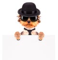 Dog dressed as mafia gangster with banner Royalty Free Stock Photo